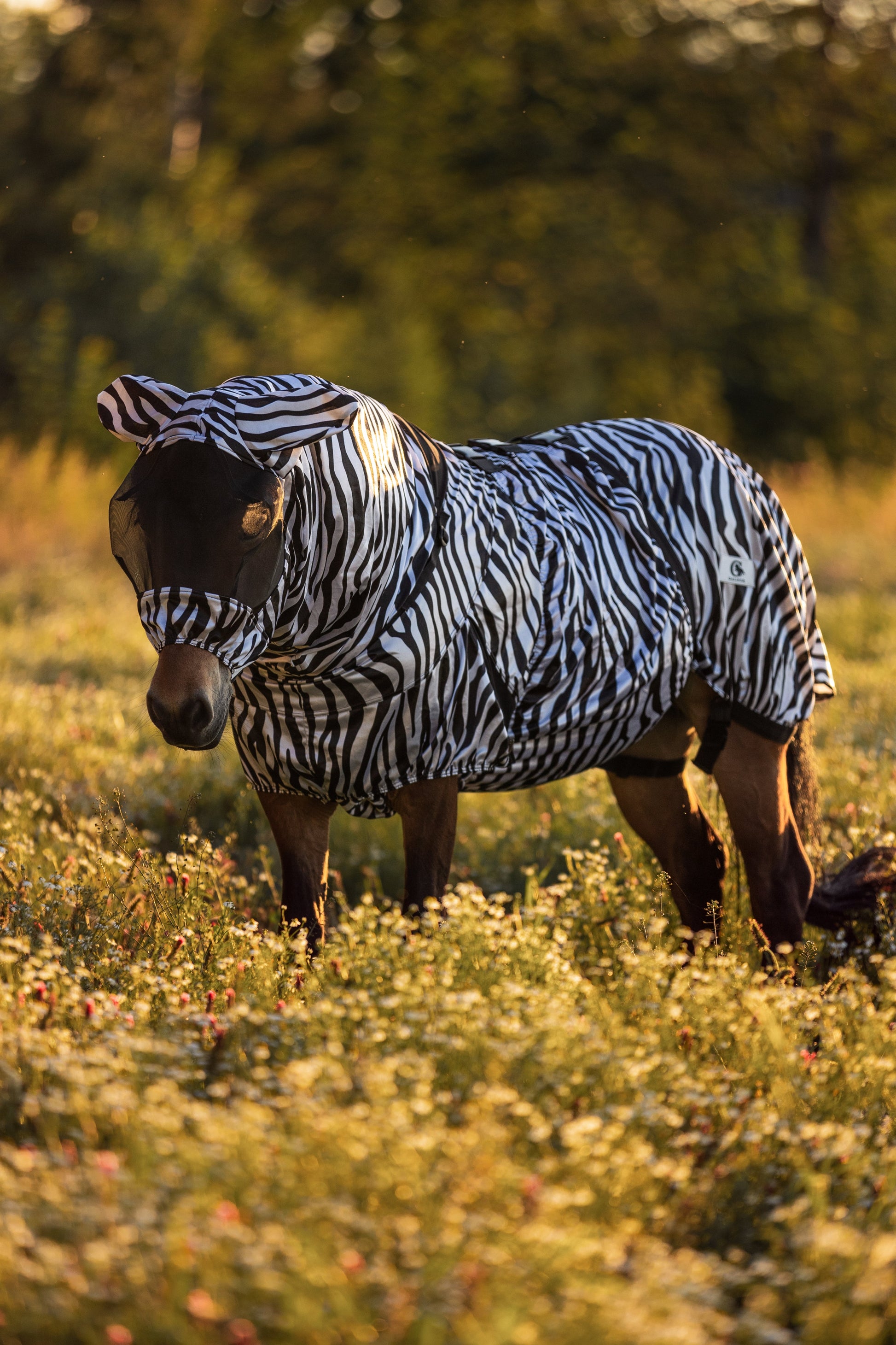 Ekzemerdecke in Zebra von Galdur Reitsport