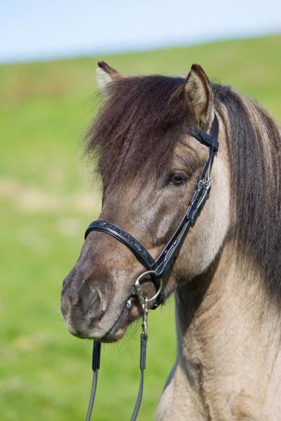 Eques Englischer Sperrriemen mit schwarzen Steinen