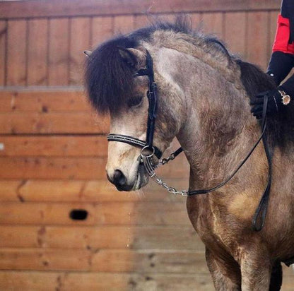 Eques Englischer Sperrriemen mit weißen Kristallen