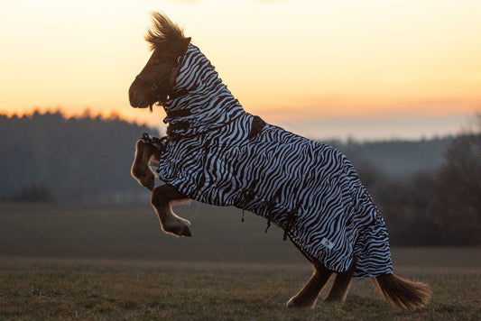 Ekzemer- und Fliegendecke Galdur Zebra