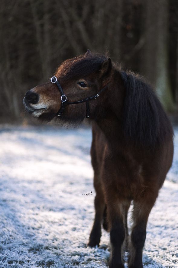 Lederkappzaum Soft Galdur