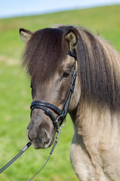 Eques Englisch Kombinierter Sperrriemen mit schwarzen Steinen