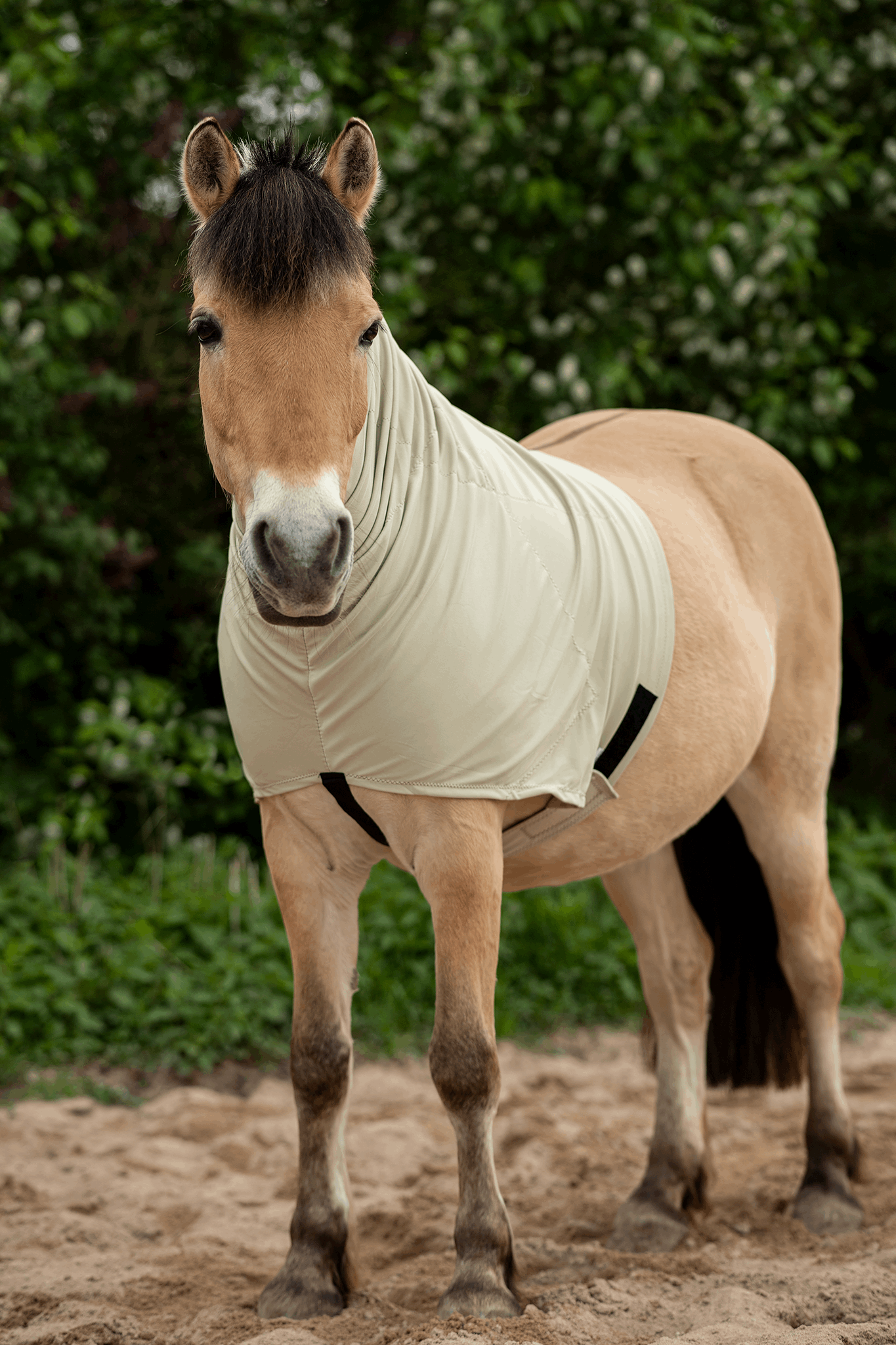 Snuggy Hoods - Tête de Cheval, avec Fermeture éclair - Résistant aux intempéries (Bleu Marine, XS Snuggy Hoods - Tête de Cheval, avec Fermeture éclair - Résistant aux intempéries (Bleu Marine, XS
