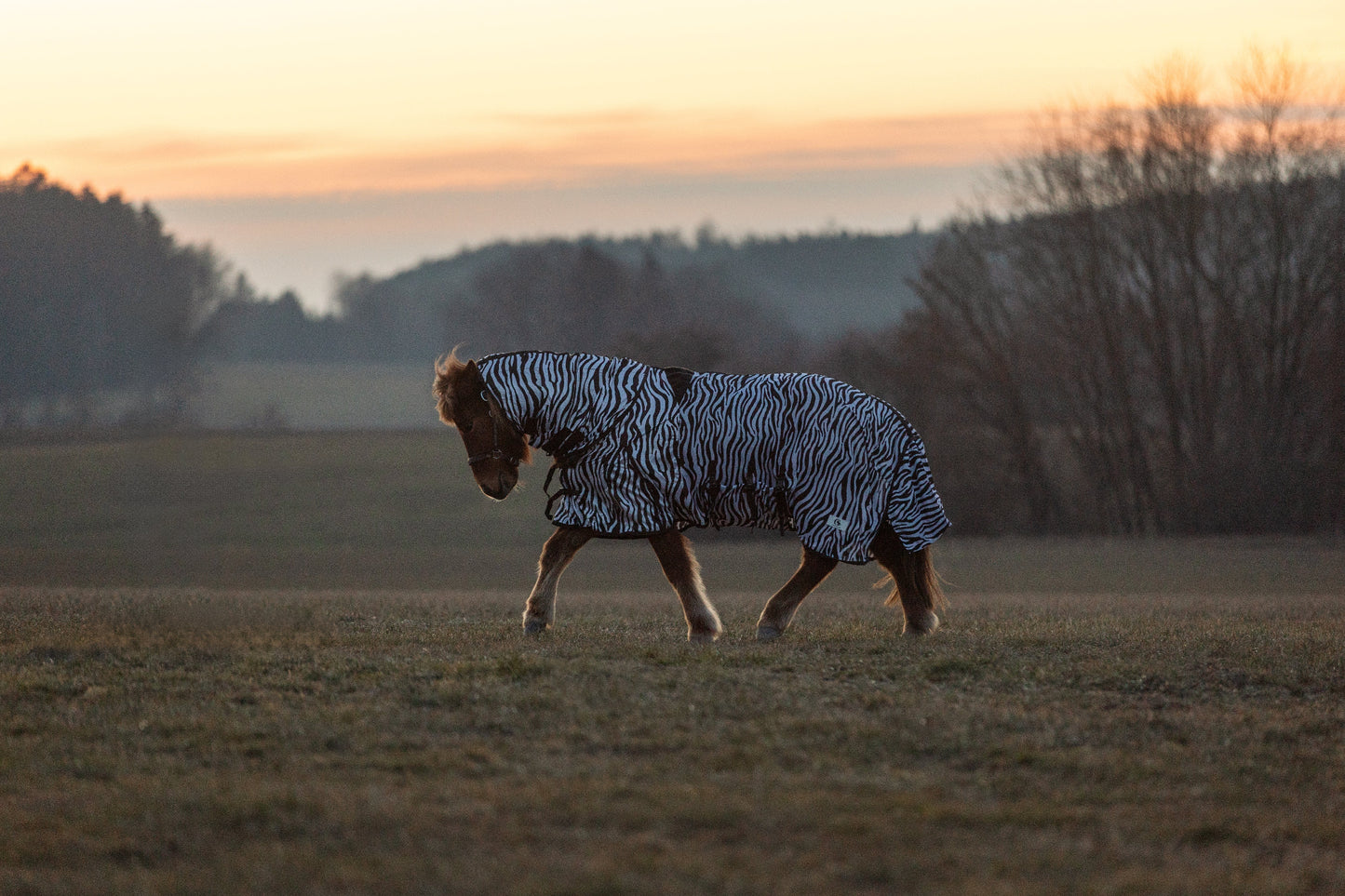 Ekzemer- und Fliegendecke Galdur Zebra