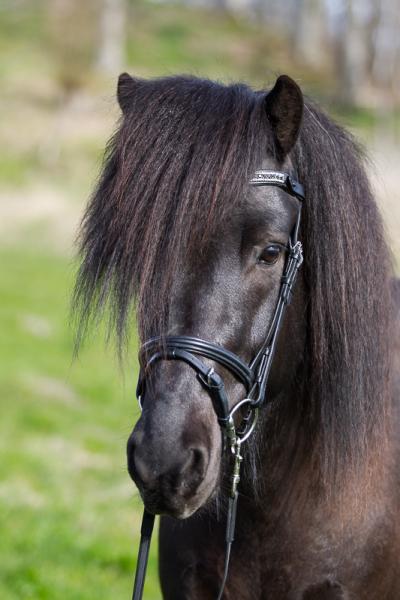 Eques Englisch Kombinierter Sperrriemen schwarzes Leder