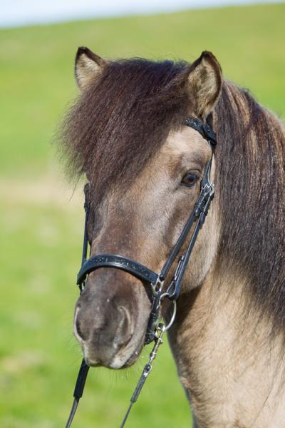 Eques Hannoveranischer Sperrriemen mit schwarzen Steinen